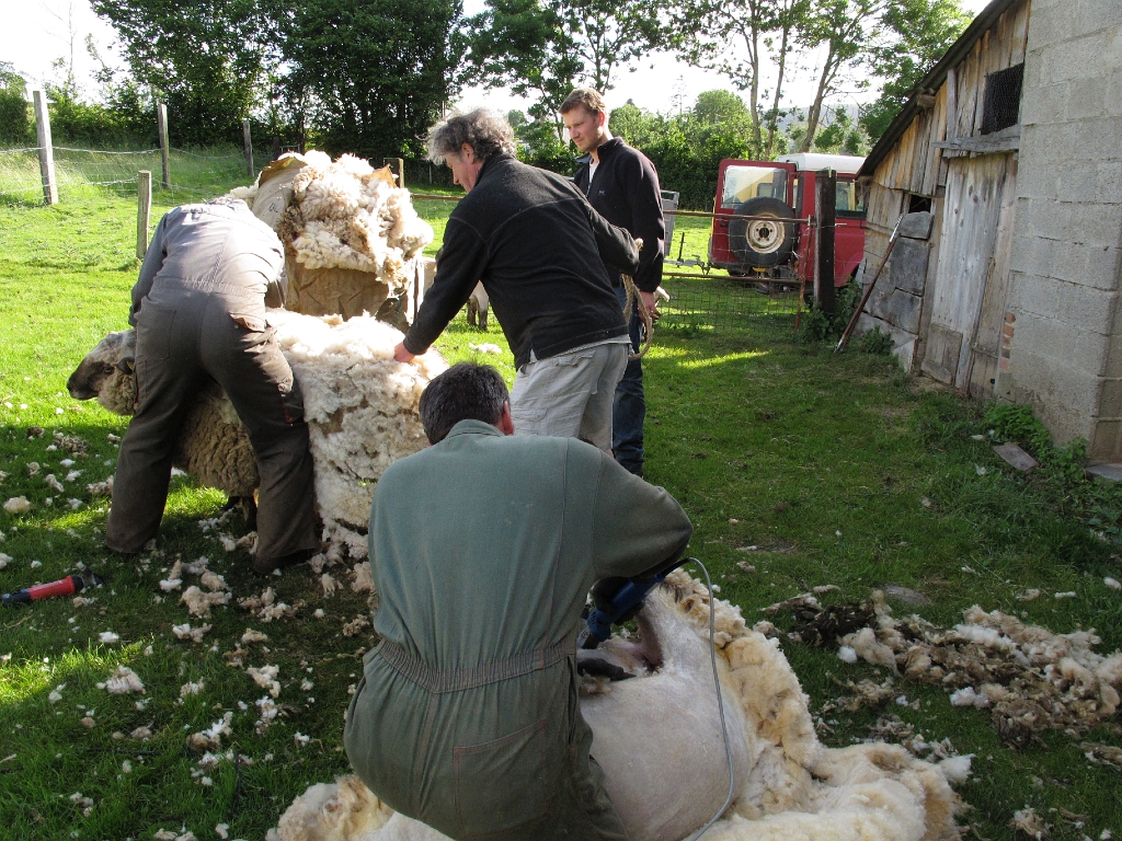 20120608 SHEEP SHEARING Le Bosquet with Richard & Becky Lythgoe 44.jpg -                                